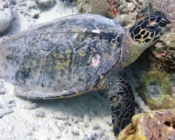 Adopt a turtle Maldives