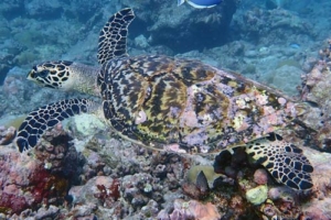 Evan, hawksbill, adopted by Jo & Angela Adopted hawksbill turtle, Maldives