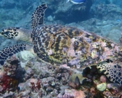 Adopted hawksbill turtle, Maldives