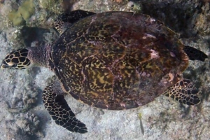 Karen My Stardust, hawksbill, adopted Hawksbill turtle, West Muli Beyru, Meemu Atoll, Maldives. Image.