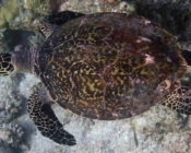 Hawksbill turtle, West Muli Beyru, Meemu Atoll, Maldives. Image.