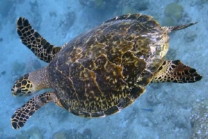 Chilldi, hawksbill, adopted for Andy by Sandra Adopted hawksbill turtle Maldives