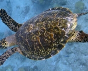 Adopted hawksbill turtle Maldives