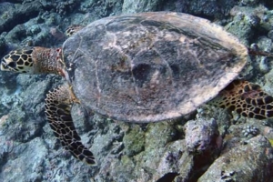 Yvonne, hawksbill, adopted for Yvonne by Barbara Vassalli Hawksbill turtle, Meemu Atoll, Maldives. Image.