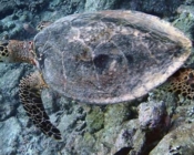 Hawksbill turtle, Meemu Atoll, Maldives. Image.