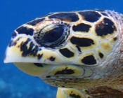 Hawksbill turtle, left profile, Veyvah, Meemu Atoll, Maldives. Image.
