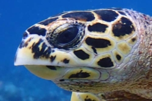 Martina, hawksbill, adopted for Martina and Oliver by Natalie Hawksbill turtle, left profile, Veyvah, Meemu Atoll, Maldives. Image.