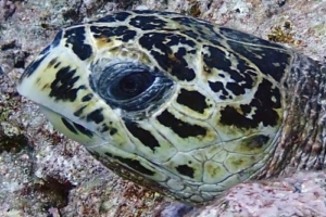 Chris, hawksbill, adopted for Carol by Cheyenne. Hawksbill, Veyvah, Meemu Atoll, Maldives. Image.