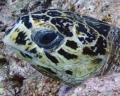 Hawksbill, Veyvah, Meemu Atoll, Maldives. Image.