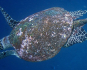 Hawksbill turtle swimming in the blue, Maldives