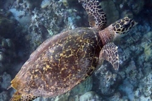 Rosmarie, hawksbill, adopted for Rosmarie by Barbara Vassalli Hawksbill turtle, West Dhiggaru, Meemu Atoll, Maldives. Image.