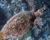 Hawksbill turtle, West Dhiggaru, Meemu Atoll, Maldives. Image.
