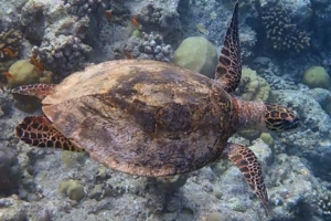 Anne, hawksbill, adopted for Elena Hawksbill, West Dhiggaru, Meemu Atoll, Maldives. Image.