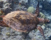 Hawksbill, West Dhiggaru, Meemu Atoll, Maldives. Image.