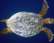 Hawksbill turtle swimming on the blue, West Dhiggaru, Meemu Atoll, Maldives. Image.