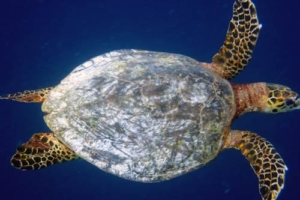 Alessandra, hawksbill, adopted for Alessandra by Barbara Vassalli Hawksbill turtle swimming on the blue, West Dhiggaru, Meemu Atoll, Maldives. Image.