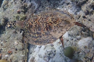 Bubbles, hawksbill, adopted for Charlotte by Valancy Gannon Hawksbill sea turtle, West Dhiggaru, Meemu Atoll, Maldives. Image.