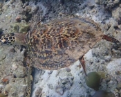 Hawksbill sea turtle, West Dhiggaru, Meemu Atoll, Maldives. Image.