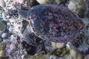 Turtie, hawksbill, adopted for Belinda Adopt a turtle. Photo of hawksbill turtle, Maldives.