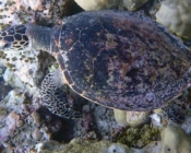 Adopt a turtle. Photo of hawksbill turtle, Maldives.