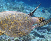 Hawksbill turtle, swimming away over reef, Vattaru East, Vaavu atoll, Maldives. Image.