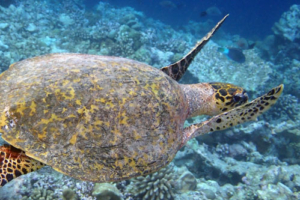Curt, hawksbill, adopted by Yoga Tage Claudia Shankari Zimmermann & Lara Bechter Hawksbill turtle, swimming away over reef, Vattaru East, Vaavu atoll, Maldives. Image.