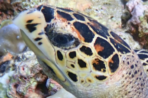 Franziska, hawksbill, adopted by Yoga Tage Claudia Shankari Zimmermann & Lara Bechter Hawksbill turtle, left facial profile, Vattaru East, Vaavu atoll, Maldives. Image.