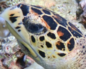 Hawksbill turtle, left facial profile, Vattaru East, Vaavu atoll, Maldives. Image.
