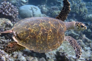 Cecil, hawksbill, adopted for Nati. Hawksbill sea turtle, Vaavu Atoll, Maldives. Image.