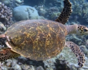 Hawksbill sea turtle, Vaavu Atoll, Maldives. Image.