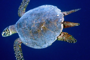 Peter, hawksbill, adopted by Yoga Tage Claudia Shankari Zimmermann & Lara Bechter Hawksbill turtle, male swimming in the blue, Vattaru East, Vaavu atoll, Maldives. Image.