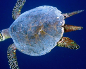 Hawksbill turtle, male swimming in the blue, Vattaru East, Vaavu atoll, Maldives. Image.