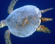 Hawksbill turtle, Vattaru, Vaavu Atoll, Maldives