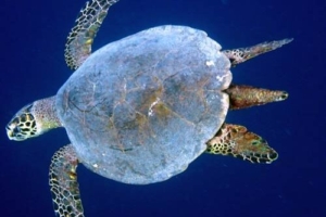 Jacob, hawksbill, adopted for Dominika Hawksbill turtle, Vattaru, Vaavu Atoll, Maldives