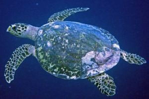 Topsy, hawksbill, adopted by Yoga Tage Claudia Shankari Zimmermann & Christian Klix Hawksbill turtle, swimming in the blue, Vattaru East, Vaavu, Maldives. Image.