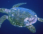 Hawksbill turtle, swimming in the blue, Vattaru East, Vaavu, Maldives. Image.