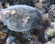 Hawksbill turtle, foraging on the reef, Vattaru East, Vaavu atoll, Maldives. Image.