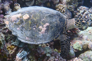 Tapsy, hawksbill, adopted by Yoga Tage Claudia Shankari Zimmermann & Christian Klix Hawksbill turtle, foraging on the reef, Vattaru East, Vaavu atoll, Maldives. Image.