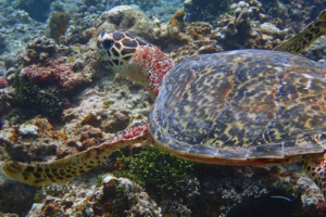 Ananda, hawksbill, adopted by Yoga Tage Claudia Shankari Zimmermann & Laeela Hawksbill turtle, swimming on reef, Raakeedhoo, Vaavu, Maldives. Image.