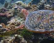 Hawksbill turtle, swimming on reef, Raakeedhoo, Vaavu, Maldives. Image.