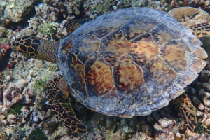 Flappi, hawksbill, adopted by Yoga Tage Claudia Shankari Zimmermann & Laeela Hawksbill turtle top of head and carapace, Raakeedhoo, Vaavu atoll, Maldives. Image.