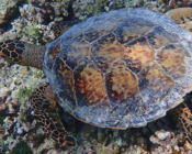 Hawksbill turtle top of head and carapace, Raakeedhoo, Vaavu atoll, Maldives. Image.