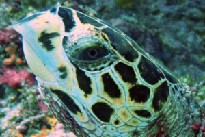 Ida, hawksbill, adopted by Yoga Tage Claudia Shankari Zimmermann & Laeela Hawksbill turtle, left facial profile, Raakeedhoo, Vaavu atoll, Maldives. Image.