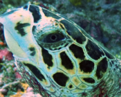 Hawksbill turtle, left facial profile, Raakeedhoo, Vaavu atoll, Maldives. Image.