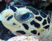 Hawksbill turtle, left facial profile, Raakeedhoo, Vaavu atoll, Maldives. Image.