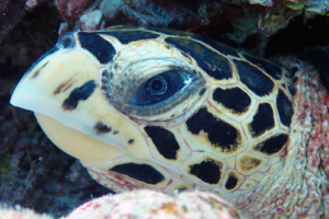Zappa, hawksbill, adopted by Yoga Tage Claudia Shankari Zimmermann & Laeela Hawksbill turtle, left facial profile, Raakeedhoo, Vaavu atoll, Maldives. Image.