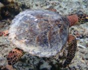 Hawksbill turtle, swimming over reef, Raakeedhoo, Vaavu atoll, Maldives. Image,
