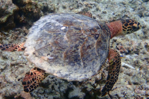 Dharma, hawksbill, adopted by Yoga Tage Claudia Shankari Zimmermann & Helga Baumgartner Hawksbill turtle, swimming over reef, Raakeedhoo, Vaavu atoll, Maldives. Image,