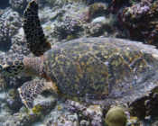 Hawksbill turtle, swimming over reef, Raakeedhoo, Vaavu atoll, Maldives. Image.