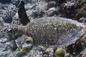 Vairgya, hawksbill, adopted by Yoga Tage Claudia Shankari Zimmermann & Helga Baumgartner Hawksbill turtle, swimming over reef, Raakeedhoo, Vaavu atoll, Maldives. Image.